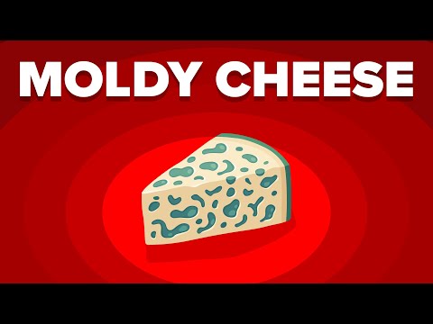 Why Don&#039;t You Get Sick When Eating Moldy Cheese
