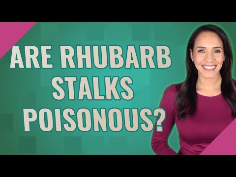Are rhubarb stalks poisonous?