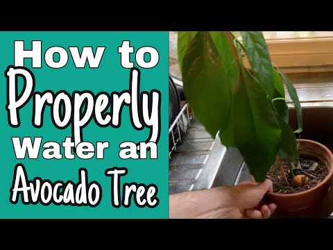 How To Properly Water An Avocado Tree - Bottom Watering and Top Watering to avoid root rot.