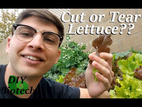 Should You Cut or Tear Your Lettuce? | DIY Biotech