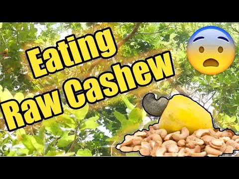 Eating Raw Cashews