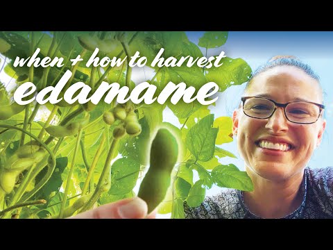 When &amp; How To Harvest Edamame (Soybeans) – 2 Ways!