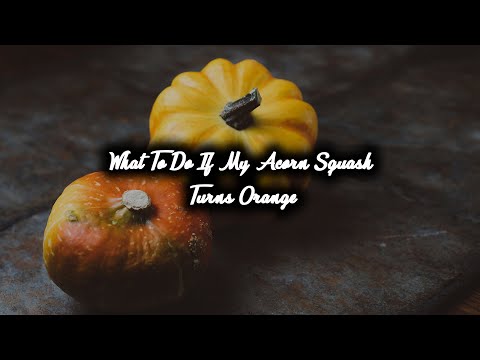 What To Do If Acorn Squash Turned Orange?