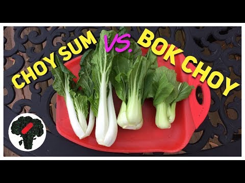 Bok Choy vs. Choy Sum
