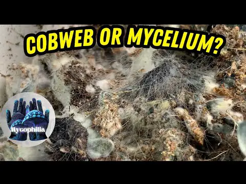 Do You Have Cobweb Mold Or Mycelium? And Bluing/Bruising After Misting?