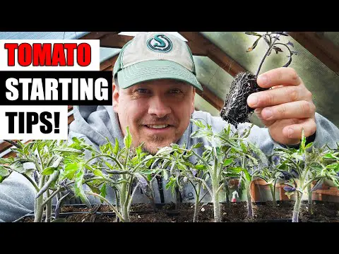 8 Tomato Seed Starting Tips For 2024