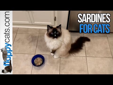 Can Cats Eat Sardines? Yes! How to Feed Cats Sardines