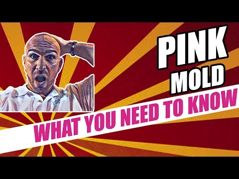 Pink Mold - How Dangerous &amp; Toxic Is It?