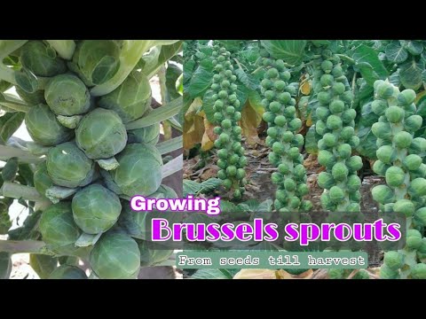 Growing Brussels sprouts at home / How to grow Brussels sprouts from seeds till harvest by NY SOKHOM
