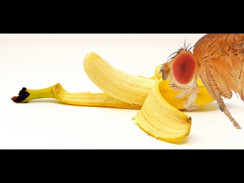 When a Fruit Fly eats your Banana! Under the Microscope