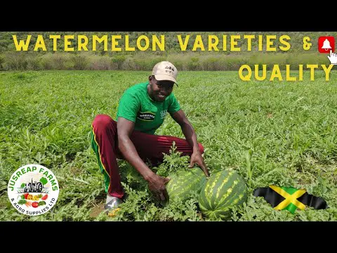 Watermelon Varieties &amp; Quality Explained || Different Types Of Watermelons