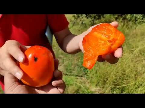 How to eat a Hachiya Persimmon