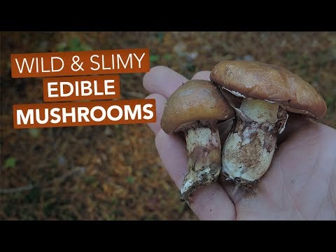 Slippery Jacks &amp; Other Edible Suillus/Bolete Mushrooms