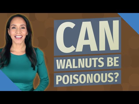 Can Walnuts be poisonous?