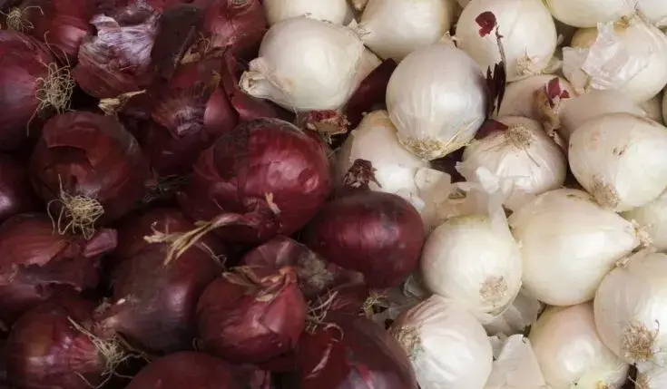 Red vs. White Onions: What’s the Difference?