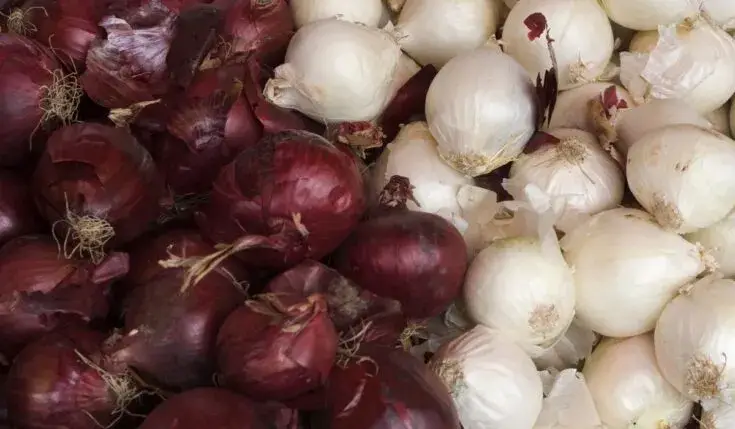 red and white onions