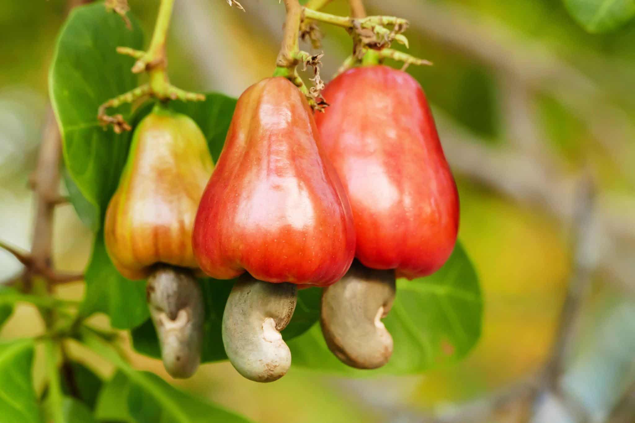 raw cashews