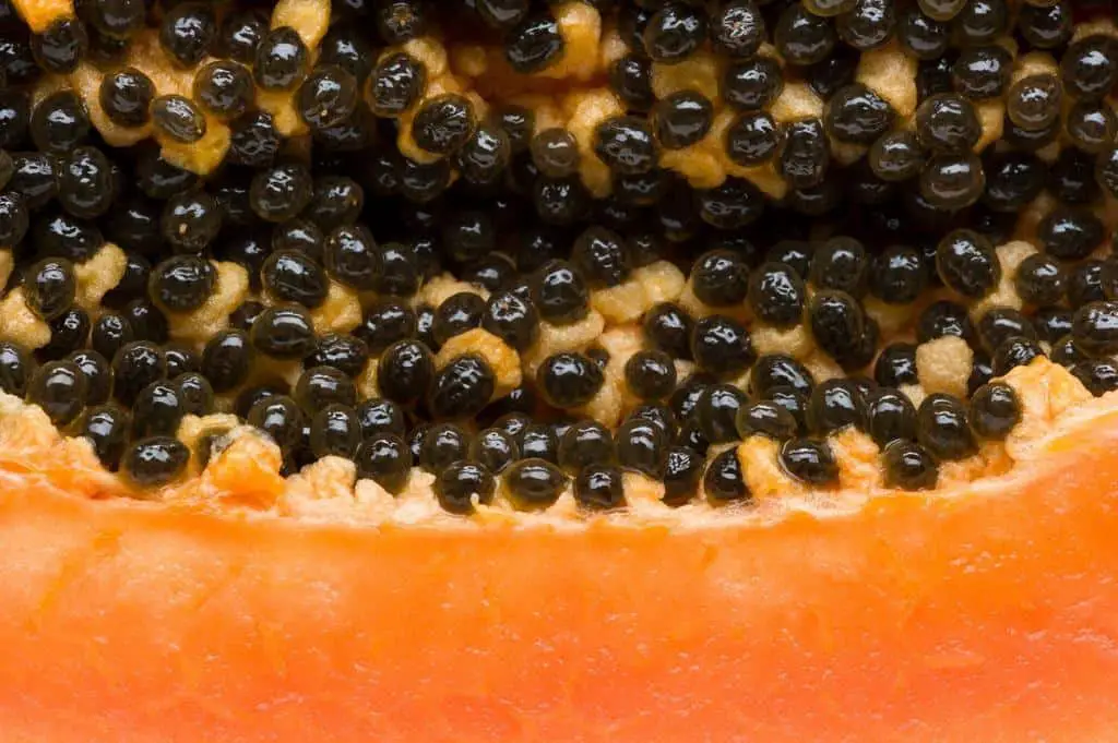 papaya seeds