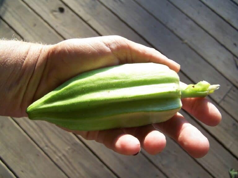 What to Do With Large Overgrown Okra? Can You Still Eat Them?