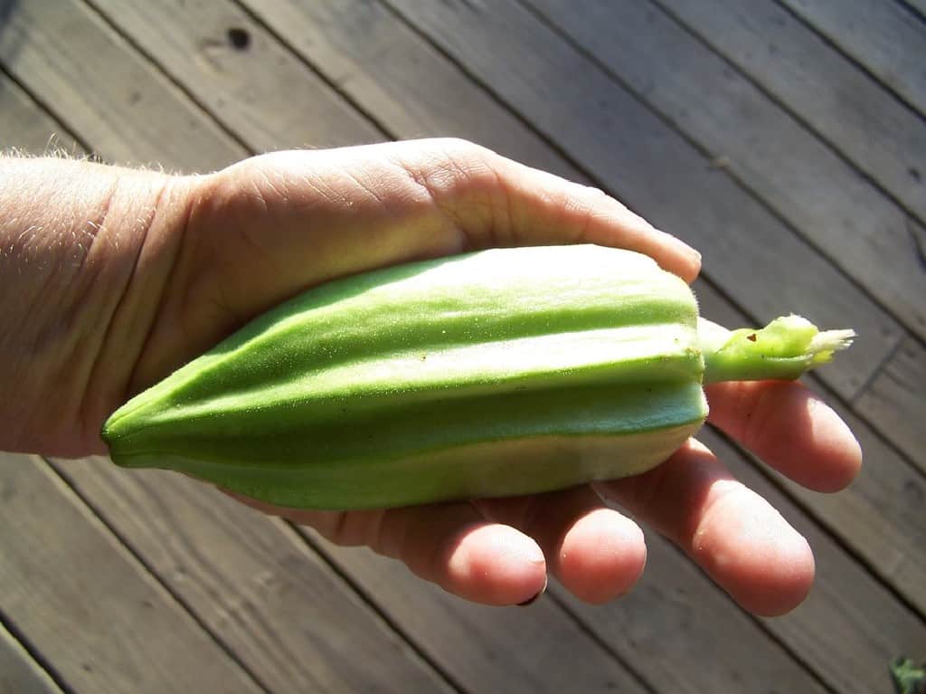 what-to-do-with-large-overgrown-okra-can-you-still-eat-them