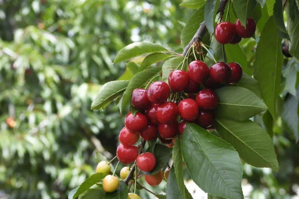 cherries tree plant