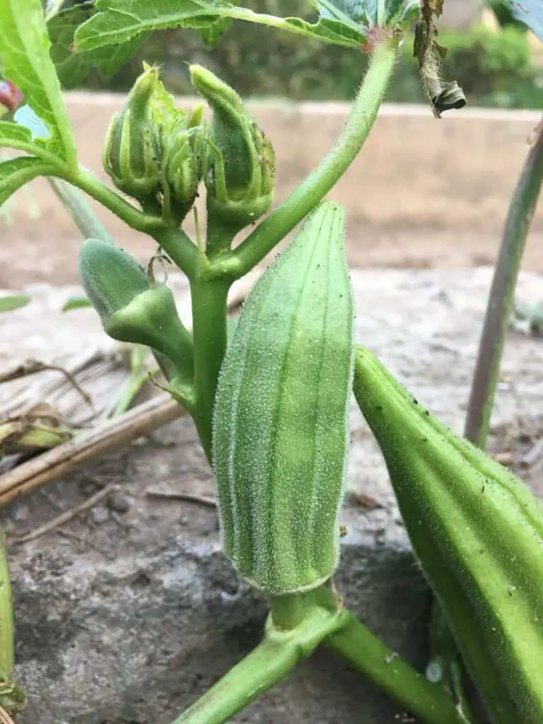 When Is Okra Ripe and Ready to Pick? (Okra Maturity Time)