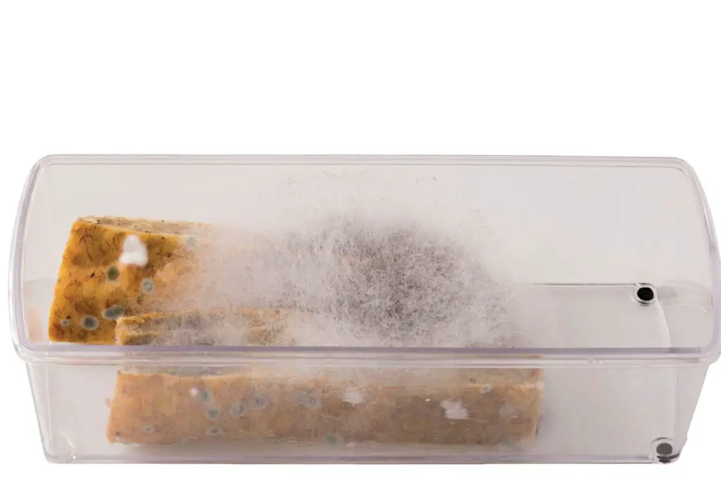 How To Clean and Remove Mold From Plastic Container (Cleaning Made Easy
