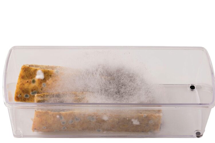 How To Clean Mold From Plastic Food Container