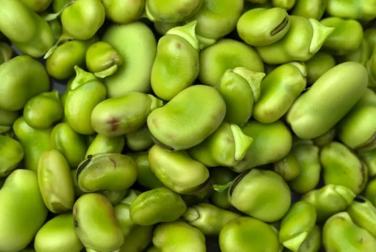 Can You Eat Raw Lima Beans? Are Raw Lima Beans Poisonous?