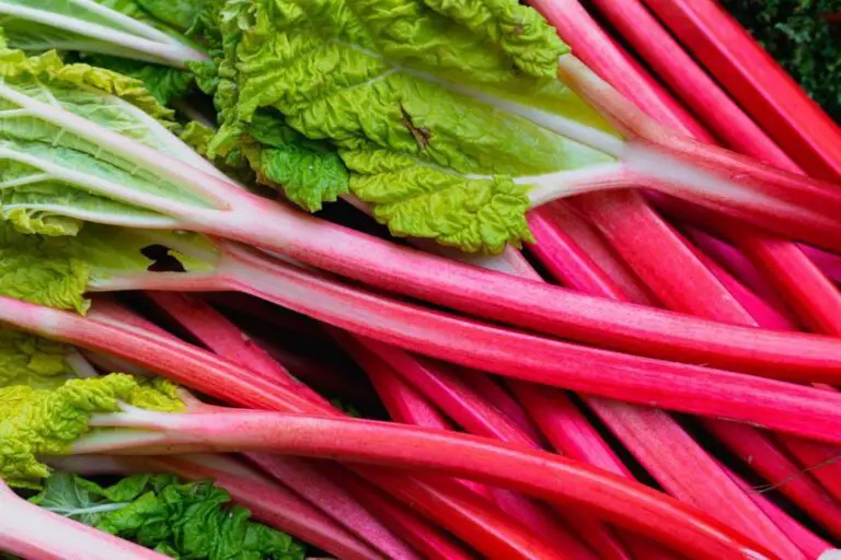 Can You Eat Rhubarb Raw? Benefits of Eating Raw Rhubarb