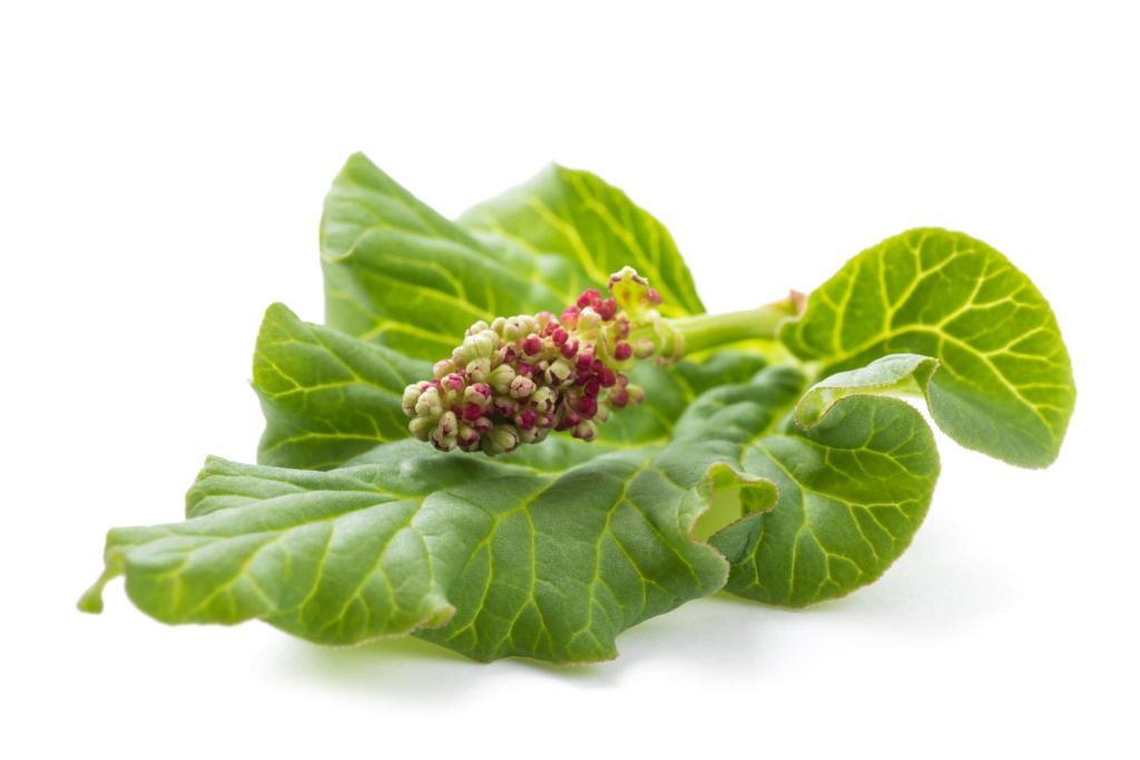 rhubarb flowers