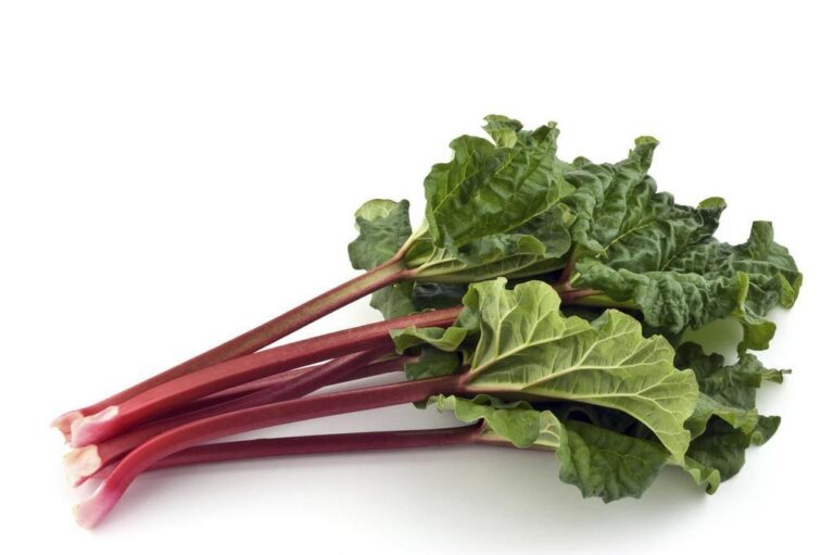Are Rhubarb Leaves Poisonous? What Happens if You Eat Rhubarb Leaves?