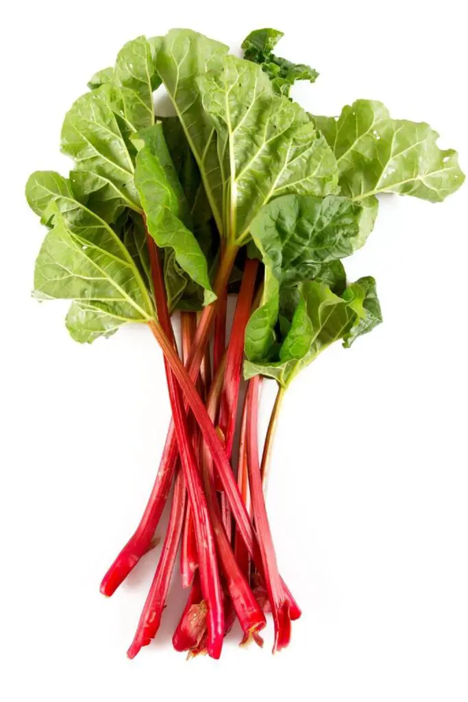 rhubarb plant