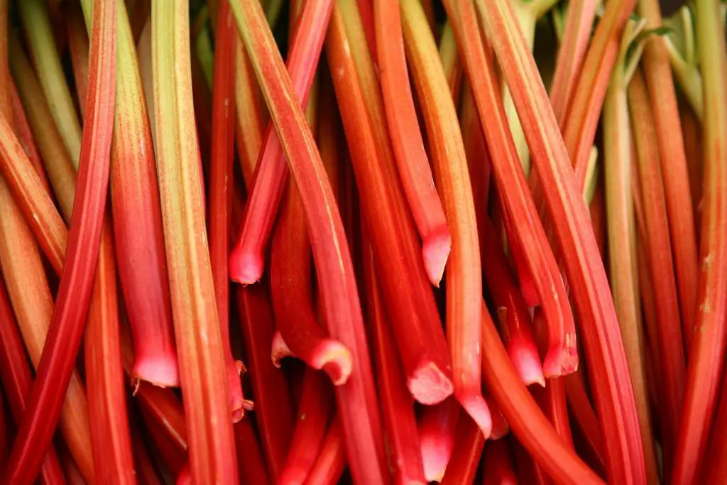 rhubarb stalk