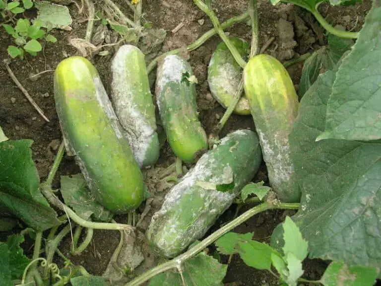 What Happens if You Eat a Bad Cucumber? Can You Get Sick?