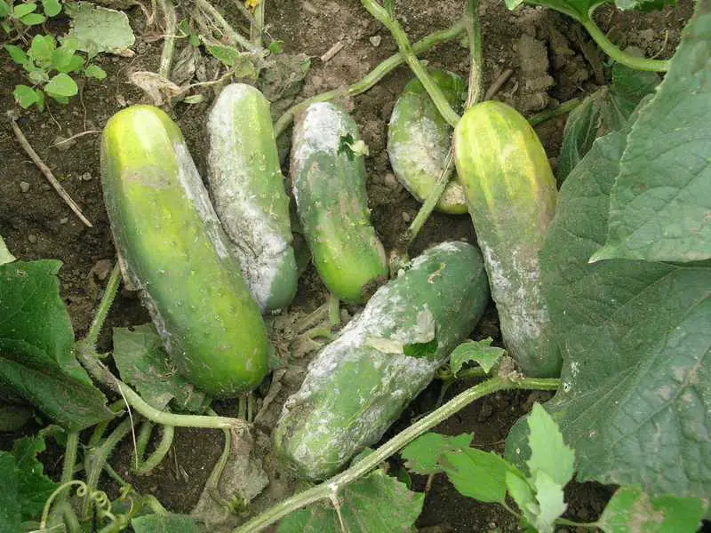 Powdery Mildew Cucumber