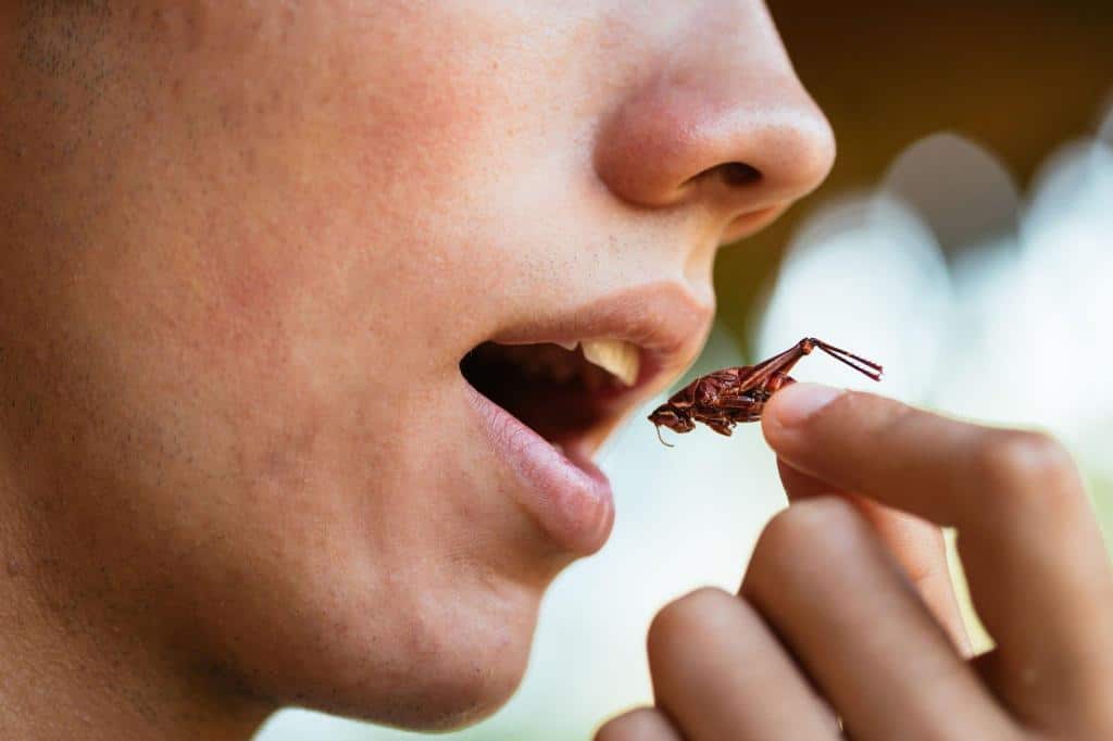 eat insect