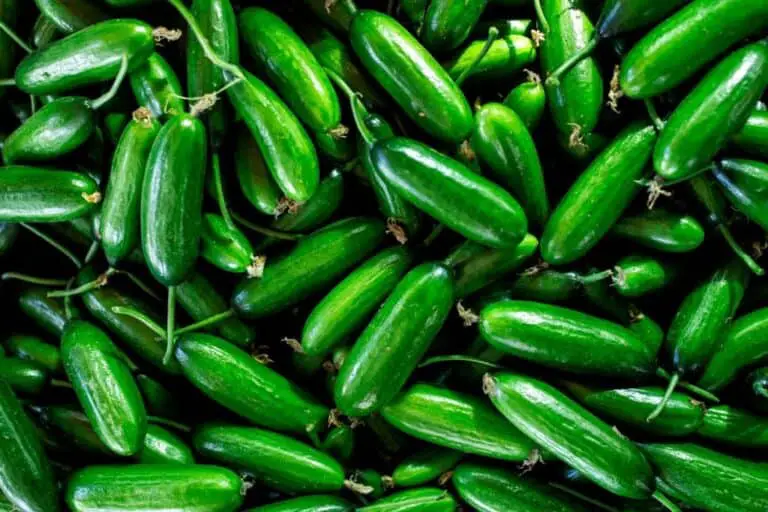 How To Eat Mini Cucumbers for Perfect Snack and Recipes