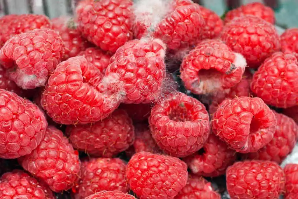 moldy raspberries