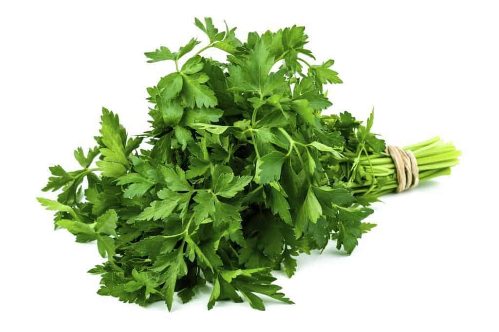 parsley leaves stem