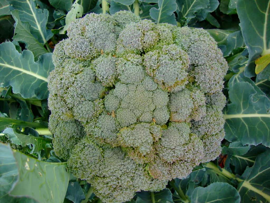 arcadia broccoli
