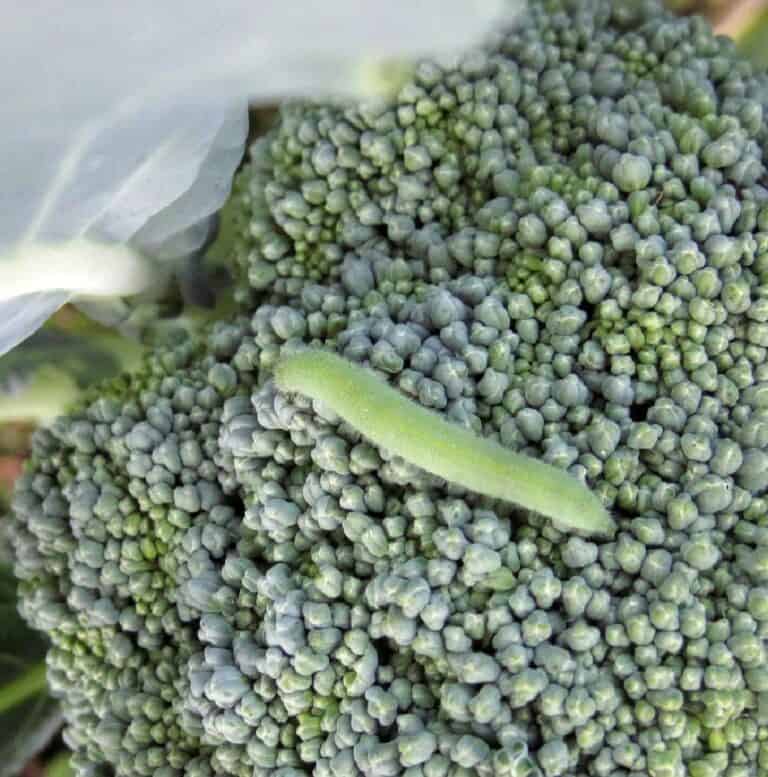 How To Clean Broccoli From Worms and Bugs? Clean and Healthy Eating