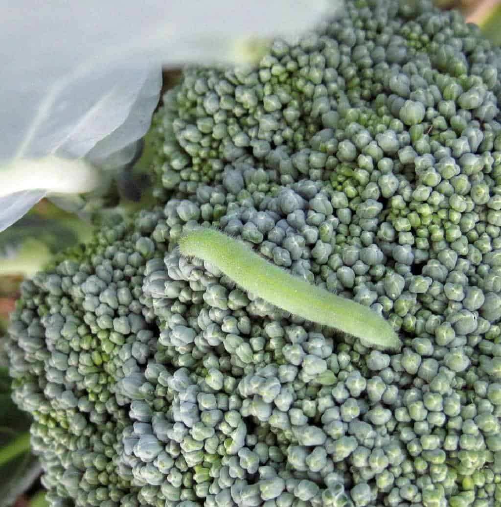 broccoli worm