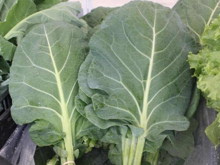 Can You Eat Brussels Sprout Leaves? What Are the Benefits?
