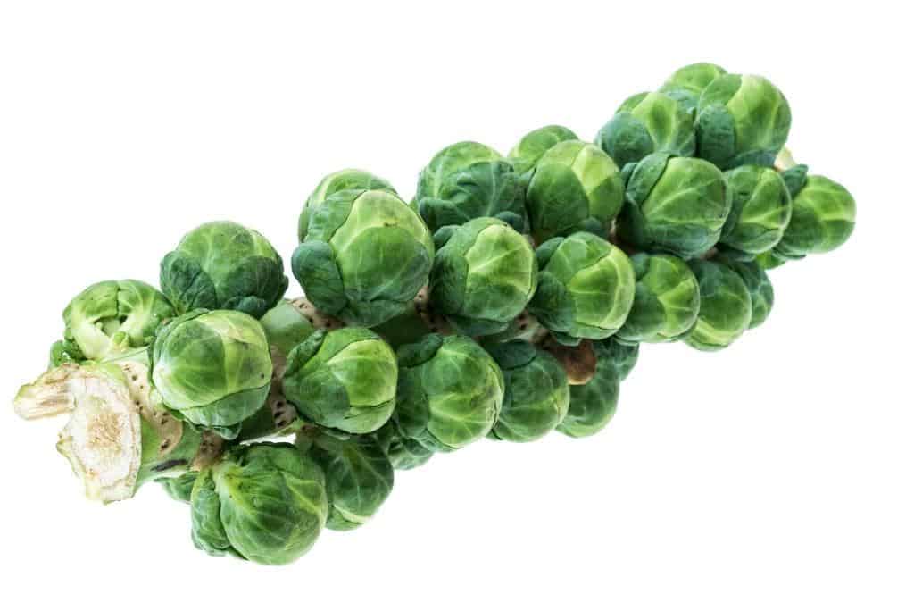 brussels sprouts stalks