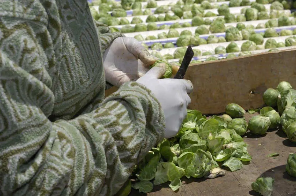 preparing brussels sprouts