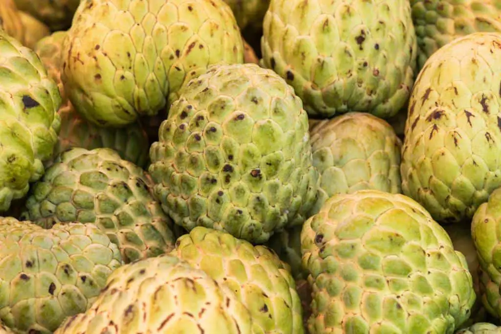 many cherimoya fruit