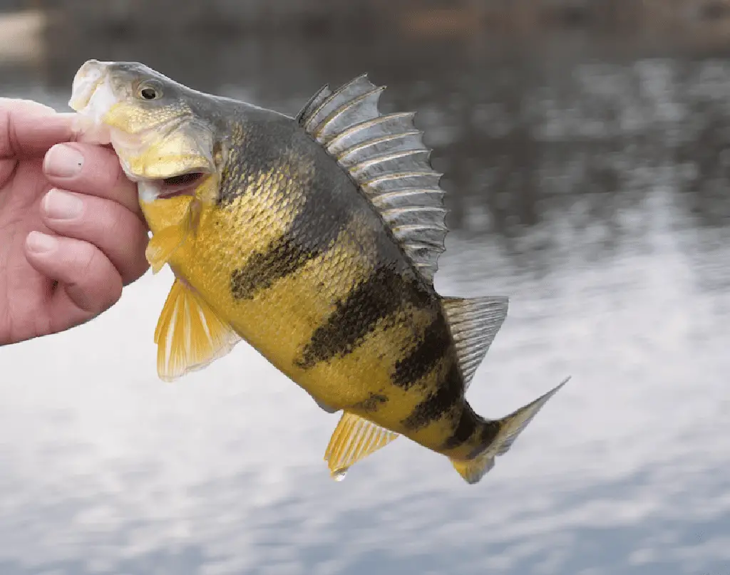 yellow perch fish