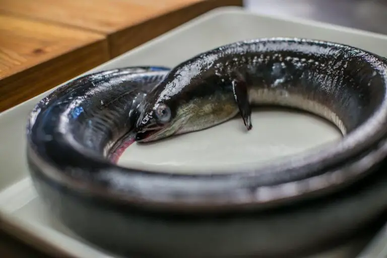 Can You Eat Eel Skin? Is Eel Skin Edible and Safe to Eat?