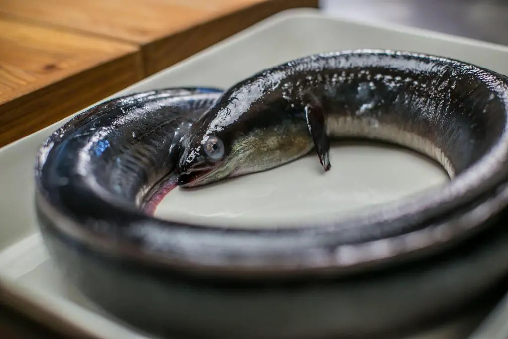 eel preparation cook